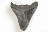 Bargain, Fossil Megalodon Tooth - South Carolina #196850-1